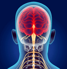 minh họa các kênh thần kinh của cột sống cổ